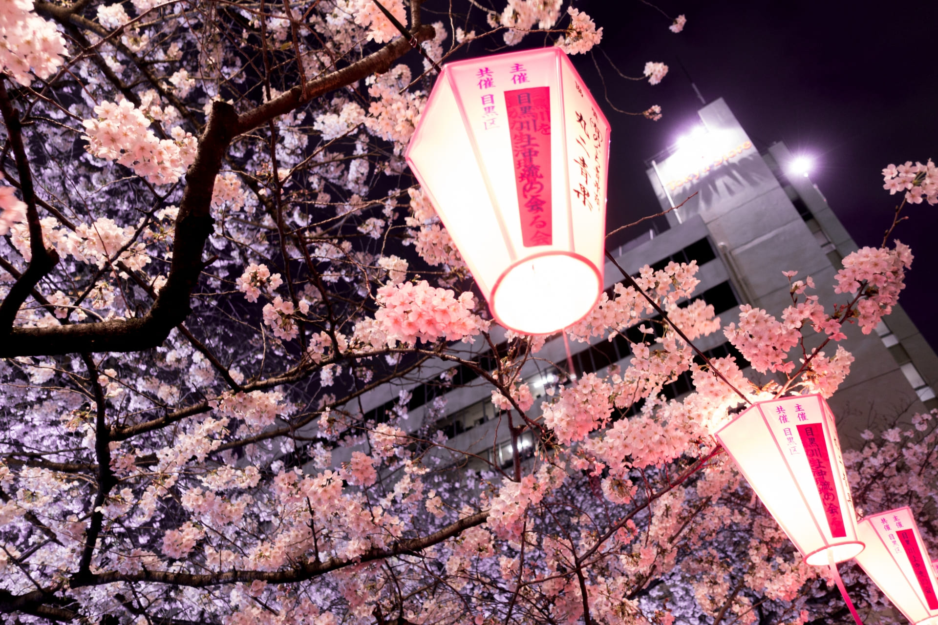 目黑川是東京高人氣的賞櫻景點，每年吸引成千上萬人潮前來朝聖。（圖片來源：_TCVB）
