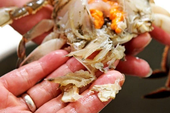 掰開蟹殼及蟹身，去除蟹肚中似柚子肉的條狀物(蟹腮)