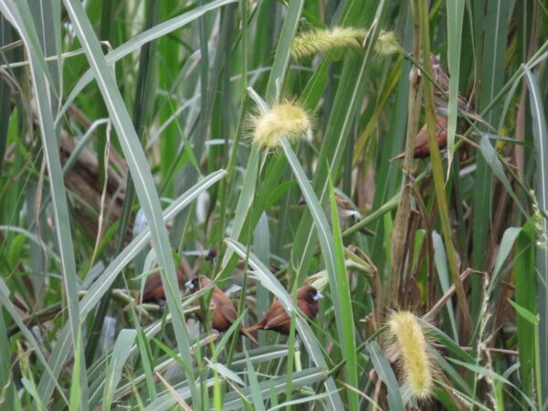 合作農戶保留再生稻叢可發現保育類黑頭文鳥蹤影(圖為人禾基金會提供)