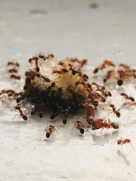 可怕的螞蟻大軍。圖／unsplash.com