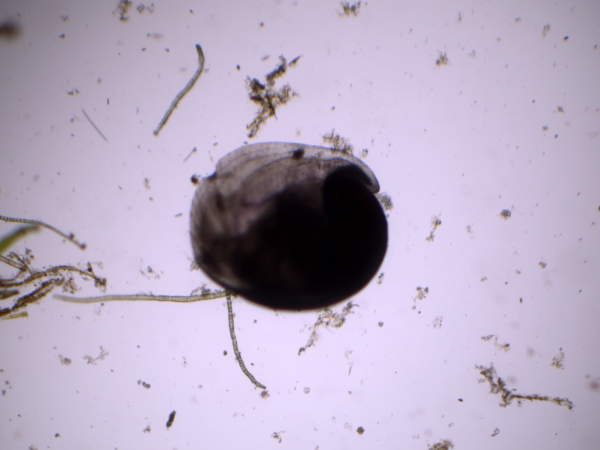 觀察顯微鏡下九孔寶寶攝食微矽藻情況。圖／新北市政府漁業及漁港事業管理處