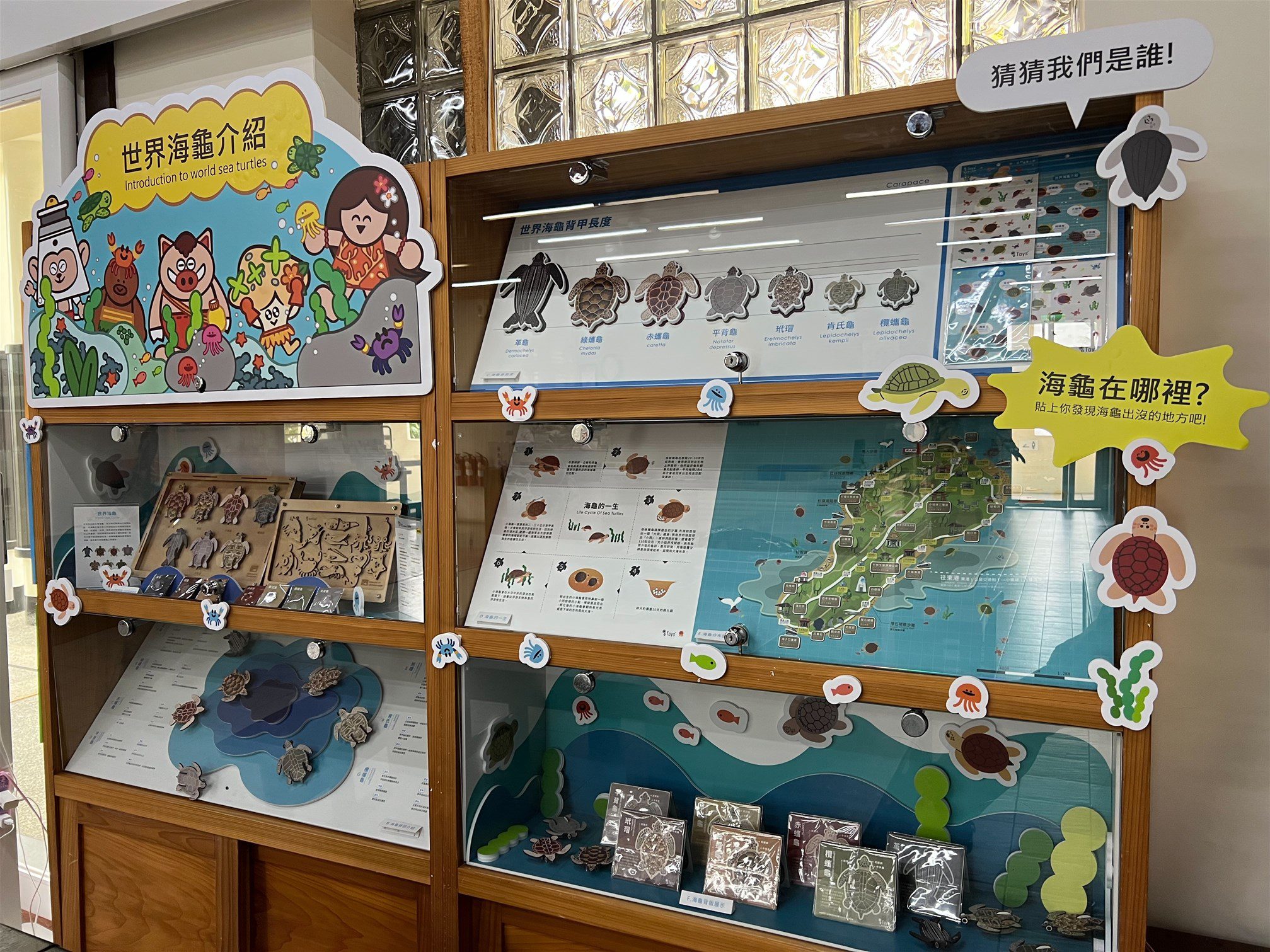 小琉球遊客中心打造了「世界海龜介紹」櫥窗