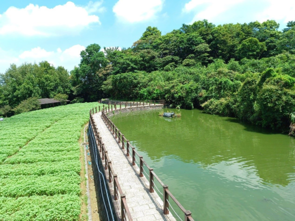 樟樹步道美景。圖／臺北市政府工務局大地工程處