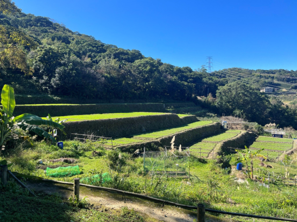 樟樹步道梯田美景。圖／臺北市政府工務局大地工程處