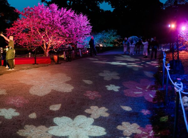 由新媒體藝術家郭佩奇老師設計的「流動蒔櫻」光影主題區，讓一區櫻花林點亮成夢幻的光影秀，讓地上每朵櫻花都綻放著絢麗的光彩，呈現浪漫度破表的視覺盛宴。圖／新北市政府