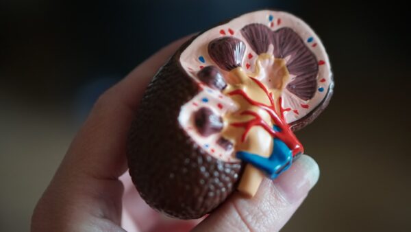 每年3月第二個星期四為「世界腎臟日」，今年的主題為「人人享有腎臟健康」圖／Unsplash.com