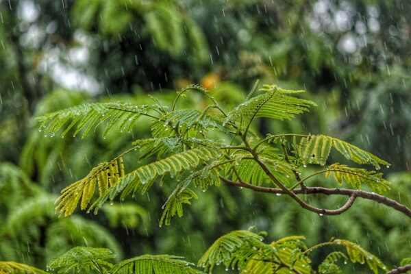 天氣＞今(31)日苗栗以北有局部大雨及瞬間大雨、雷擊及強陣風。