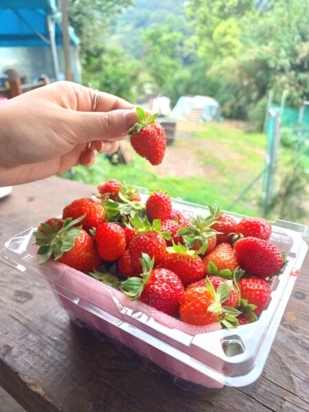 白石湖草莓饗宴！探索草莓之旅，共度美好時光