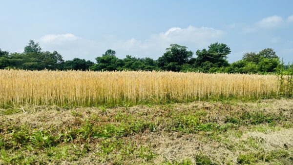 北海道風景。圖/唐秀萍攝